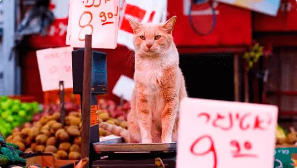 cat