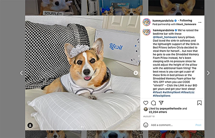 Picture on Lifewit's Instagram page of a Corgi