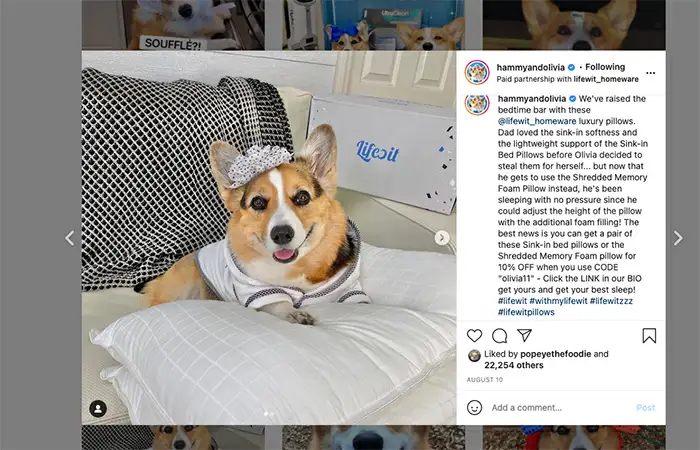 Picture on Lifewit's Instagram page of a Corgi