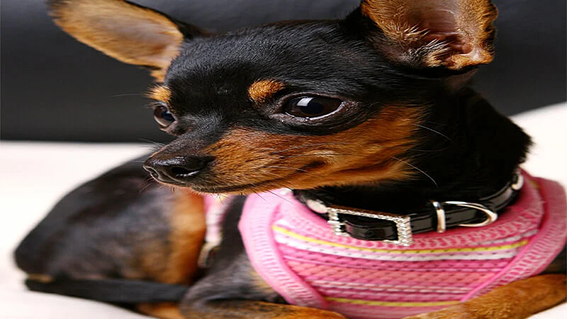 ideia de coisa para vender: cão com roupinha de frio feita de tricô