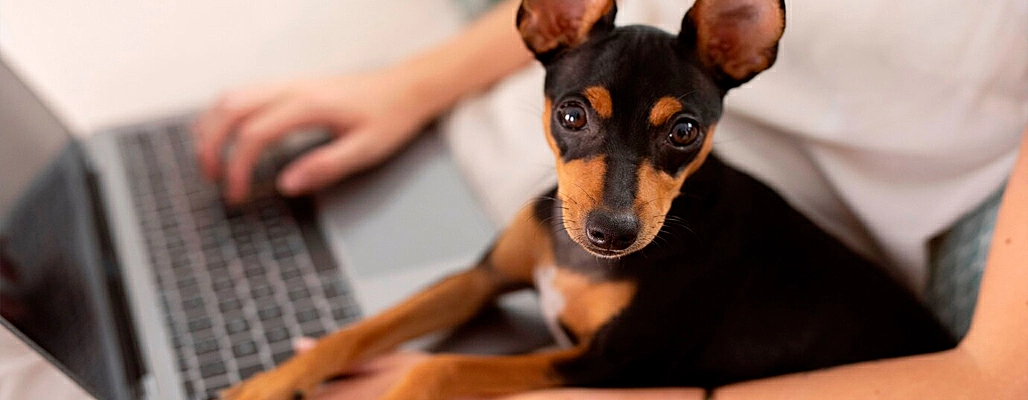 como-abrir-um-pet-shop-online