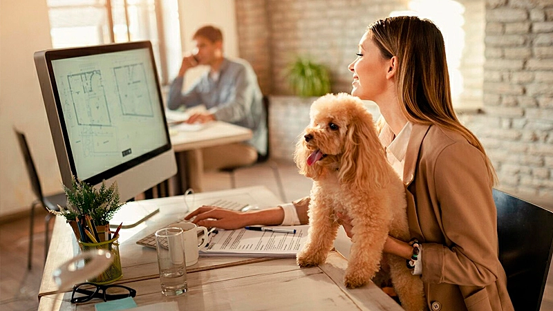 foto de um cachorro sentado