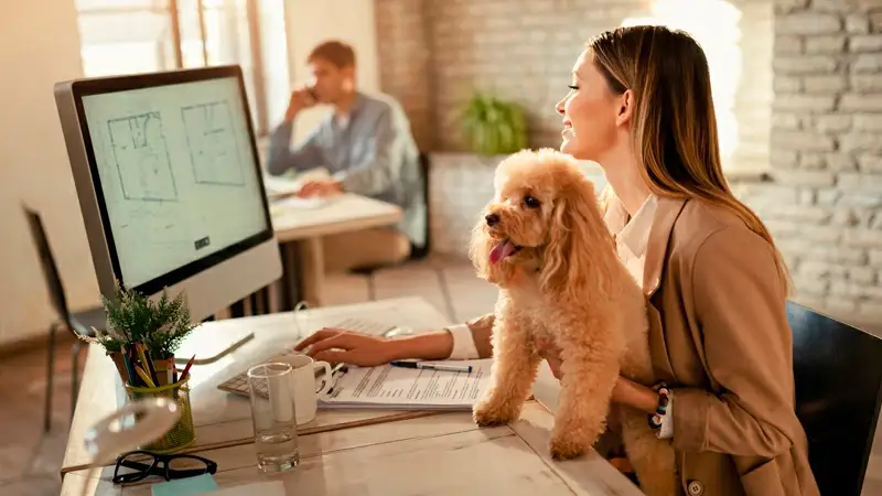 foto de um cachorro sentado