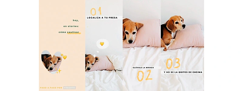 captura de tela do video introdutorio do curso de instagram mostrando storytelling com stories de um cachorro