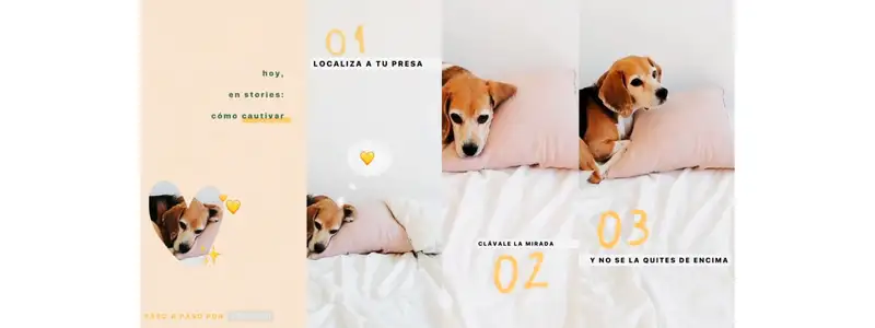 captura de tela do video introdutorio do curso de instagram mostrando storytelling com stories de um cachorro