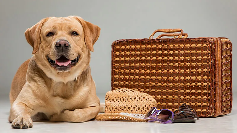Foto de dois cachorros deitados no corredor de um petshop