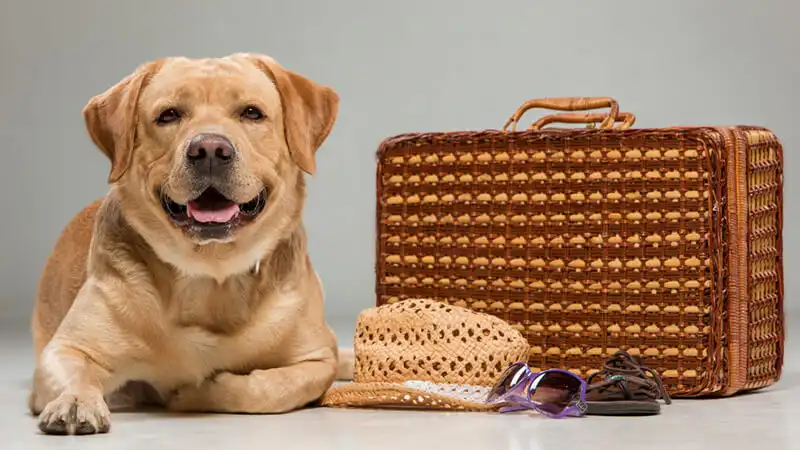 Foto de dois cachorros deitados no corredor de um petshop