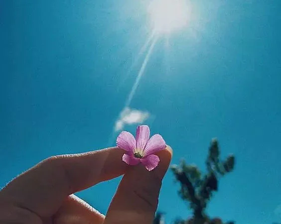 foto de uma mão segurando uma flor