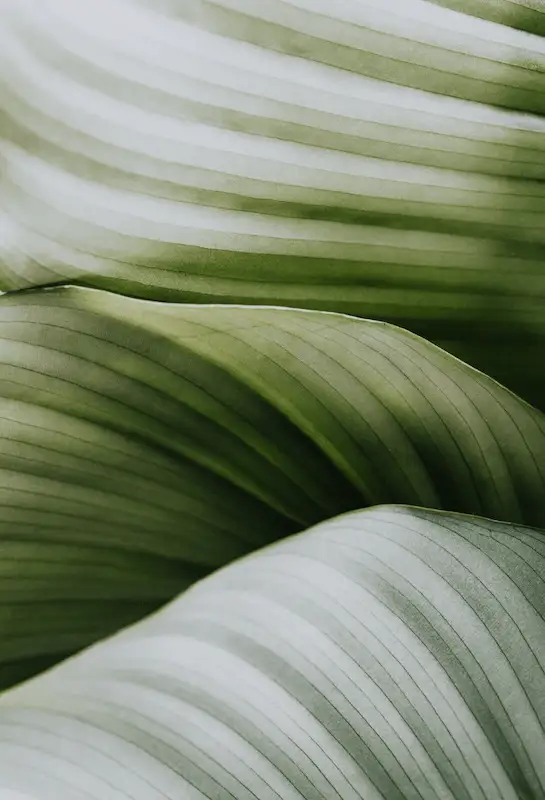 Instagram story backgrounds 9 The image shows leaves from a close distance.