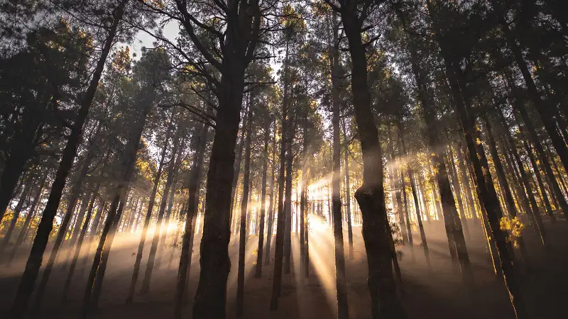 Imagen de un bosque iluminado
