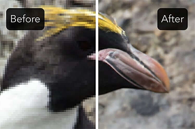 Antes e depois de uma imagem de um penguin após usar o Let's Enhance