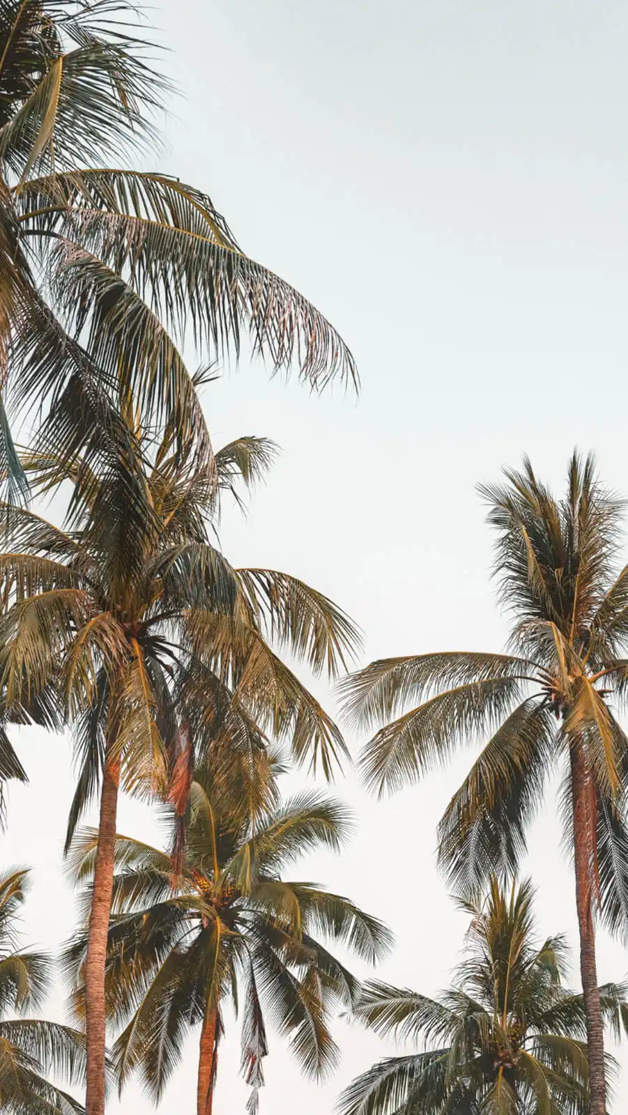 papel de parede para celular Foto de coqueiros