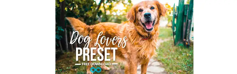 Cão golden retriever olhando para a câmera em um gramado