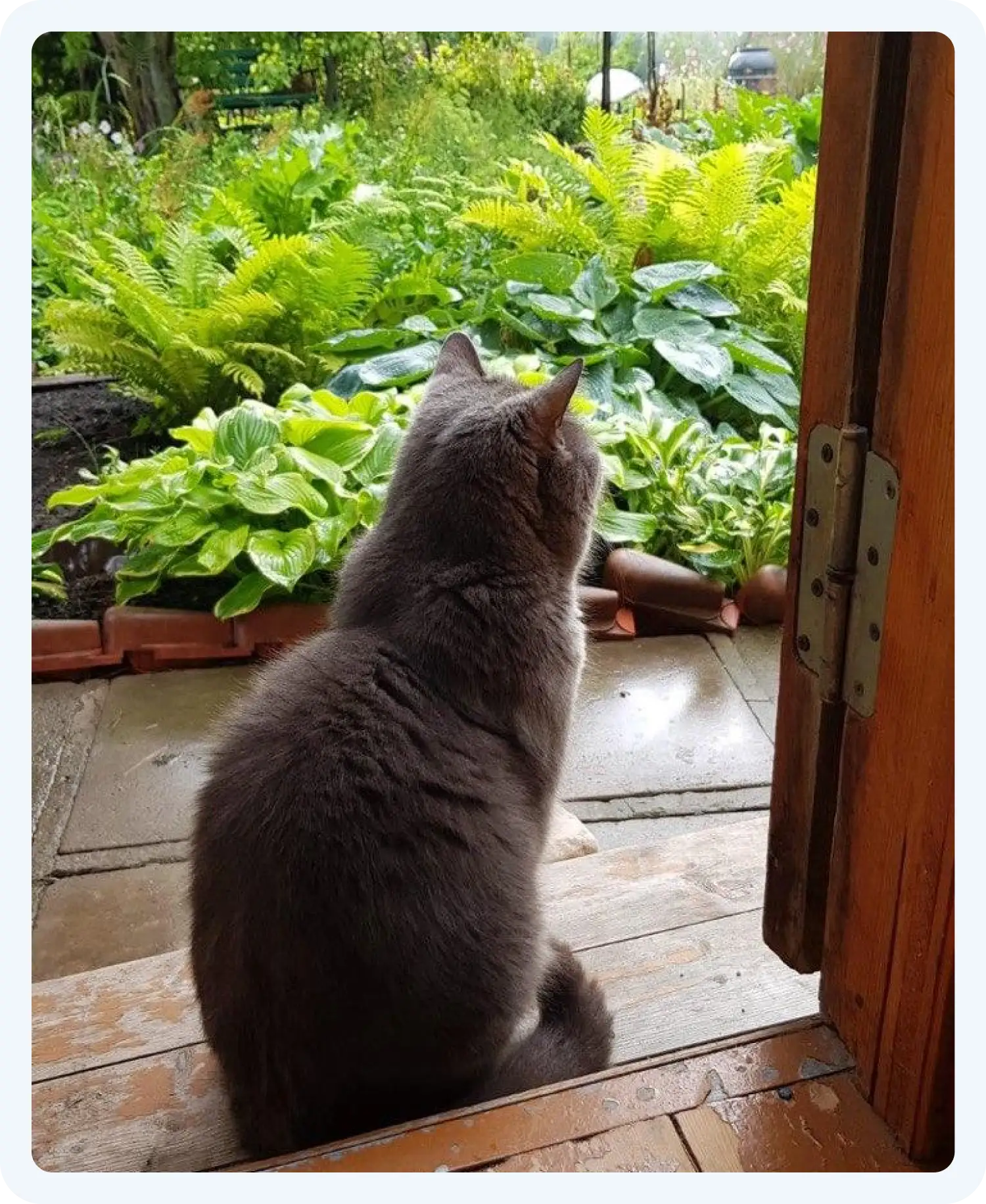 Фото серого кота для нейросети Нано Банана